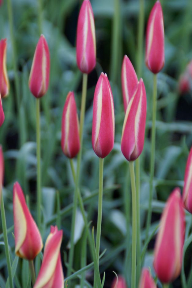 Tulp Clusiana Cynthia